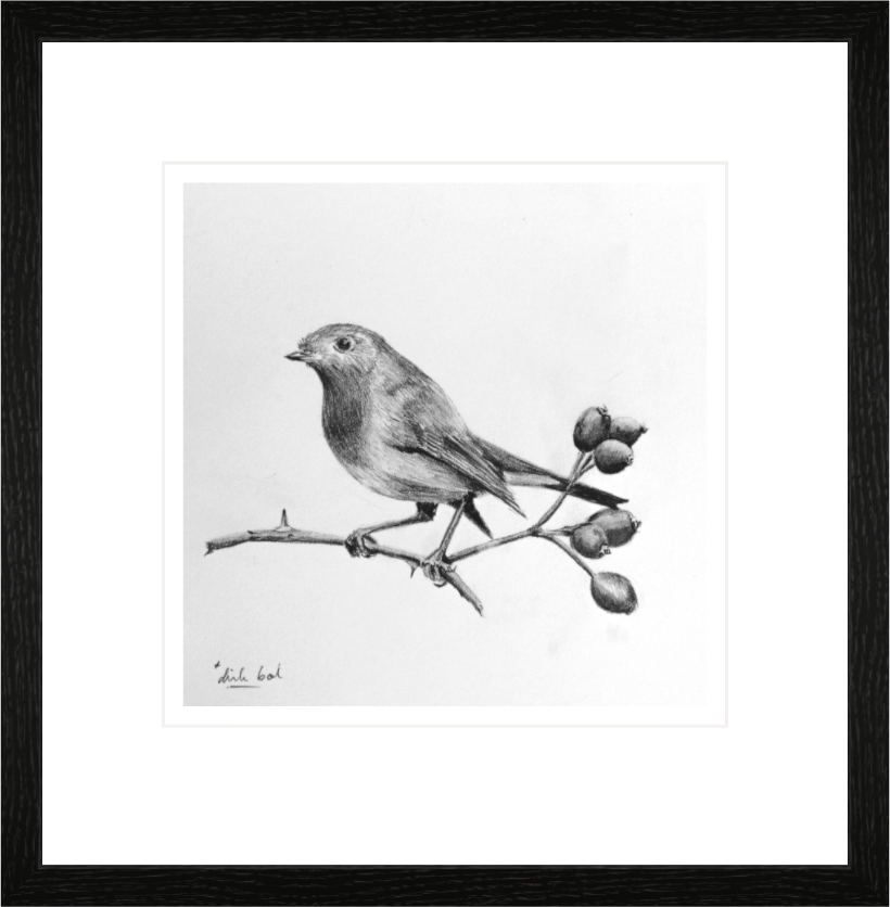 Main image Robin