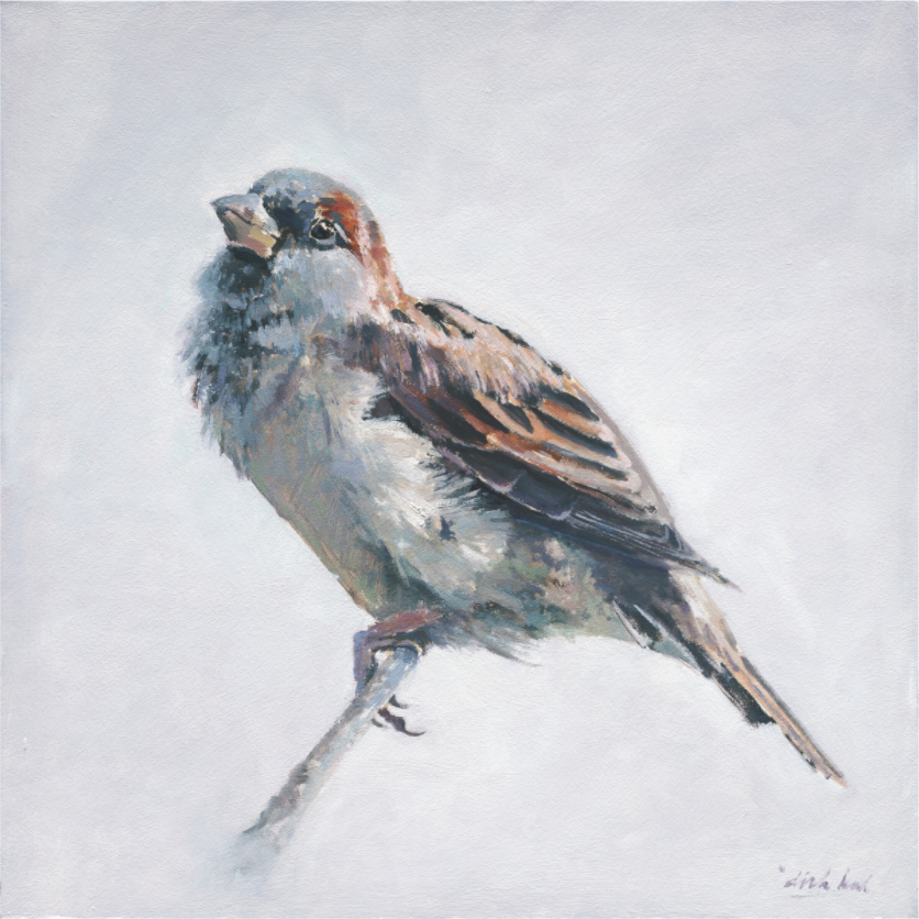Main image Sparrow