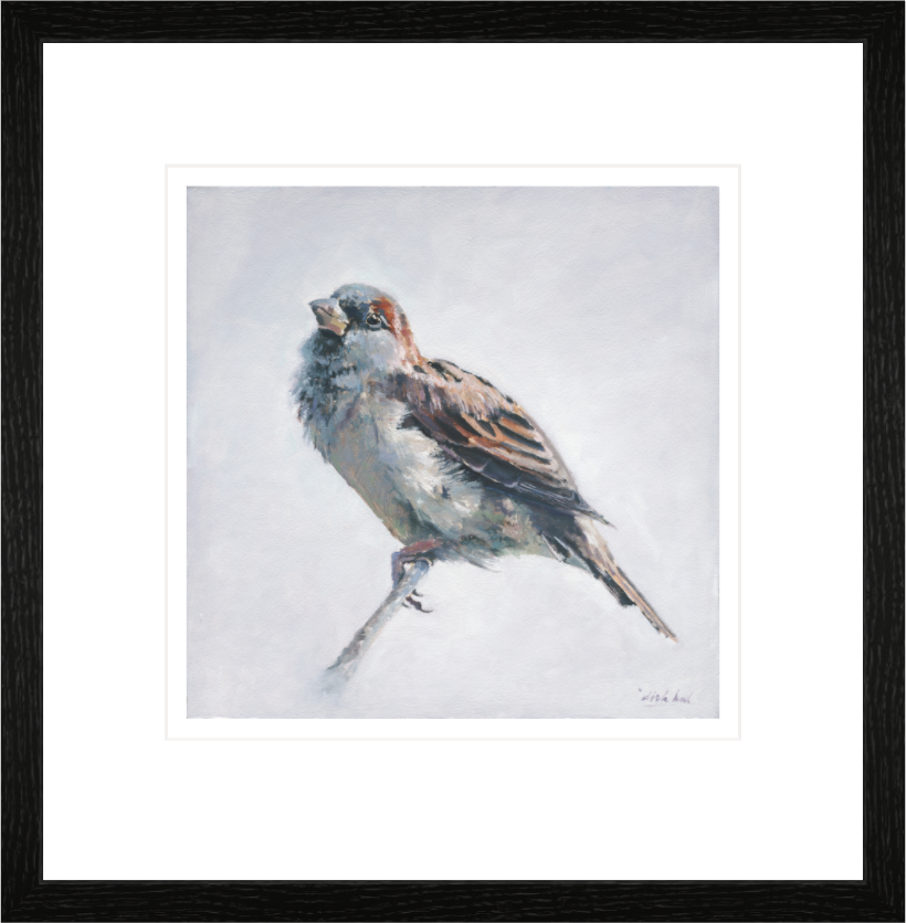 Main image Sparrow