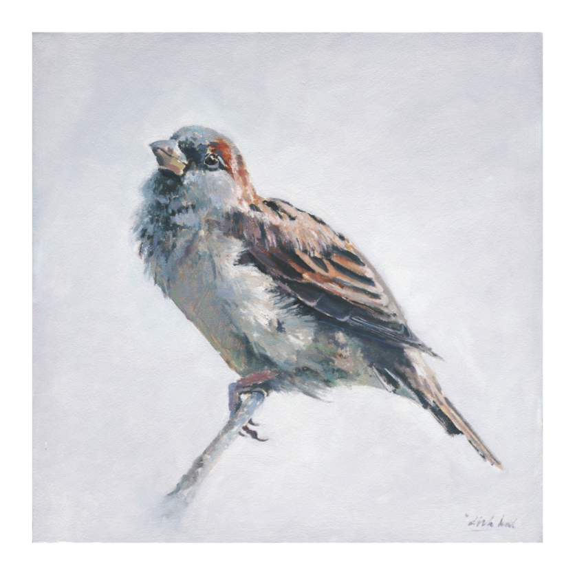 Main image Sparrow