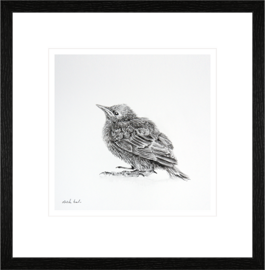 Main image Baby Starling