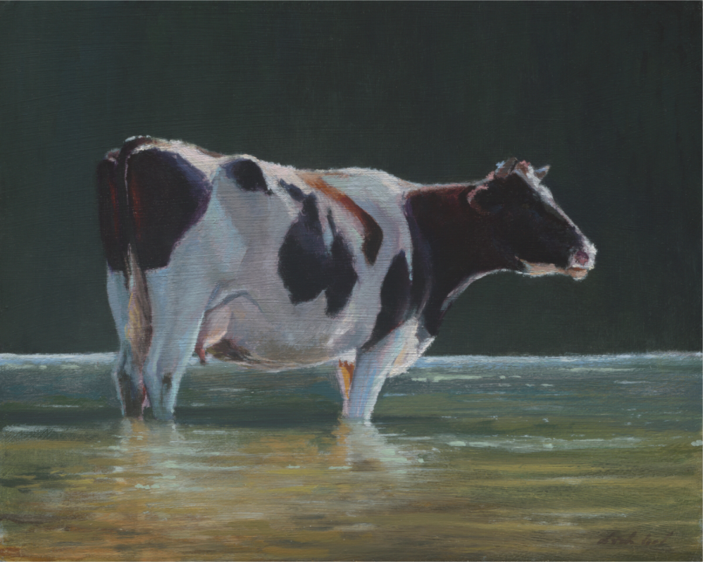Main image Cow in river